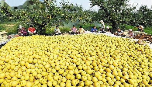 蚌埠羽絨加工基地躋身全省六強，區域特色產業迎來發展新契機